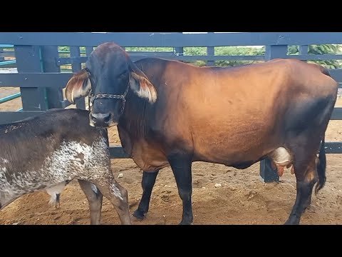 Feira de gado em Craibas Alagoas 19/09/26nordeste 