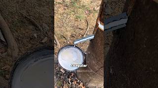 De onde vem o látex? 🤔 #curiosidades #fatoscuriosos #shorts