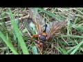 Cicada Killer Wasp Attacks Cicada in Franklin Park, NJ