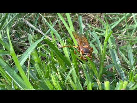 Cicada Killer Wasp Attacks Cicada in Franklin Park, NJ