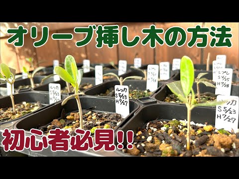 オリーブの種からオリーブの木を育てることはできますか?はい、段階的にその方法を説明します。  庭園