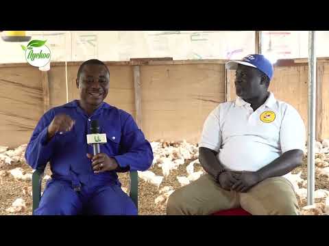 AYEKOO: I QUIT MY JOB IN CANADA TO VENTURE INTO POULTRY FARMING IN GHANA – AKOKO AMENFI