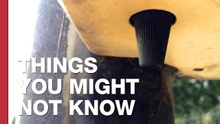 The Secret Button on Pedestrian Crossings