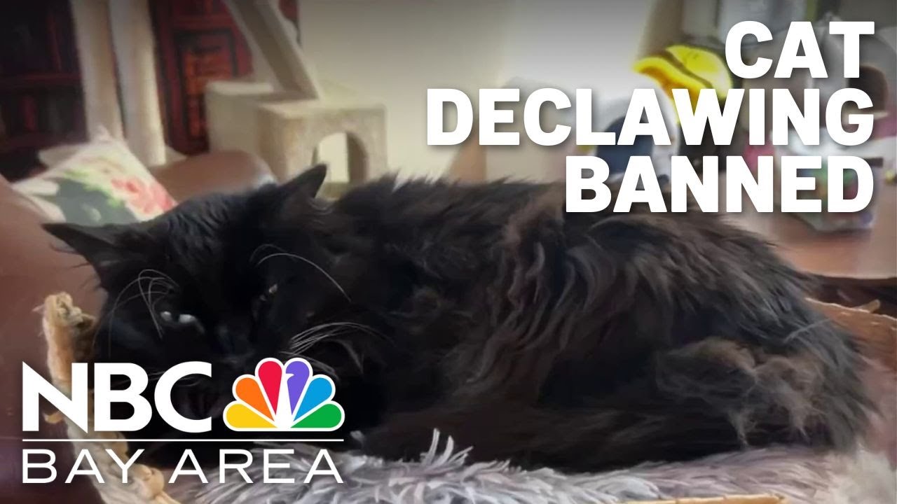 Bill to ban cat declawing becomes California law