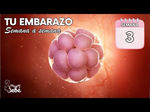 ❤️ Week 3 of Pregnancy 🤰 Symptoms, Tips, and Baby Development | Pregnancy Week by Week