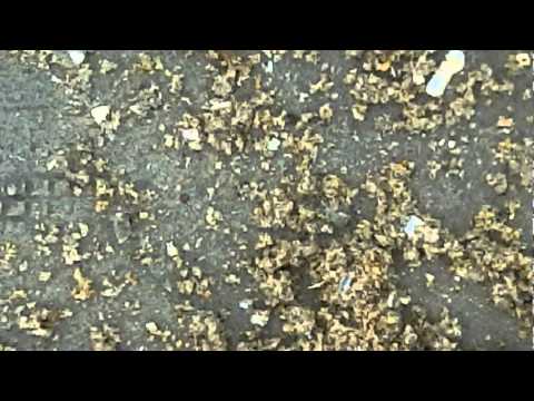 JULY 31ST - Surfchurch - big fat tungsten job - then thor and zeus took over