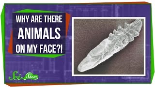 Why Are There Animals on My Face?!