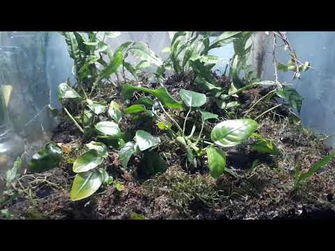 "How To Grow Anubias Aquarium Plant On Terrarium" #trending #trendingvideo #anubiasnana #terrarium