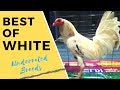 Best of White Fowl | White Rooster Collection | Poultry Expo