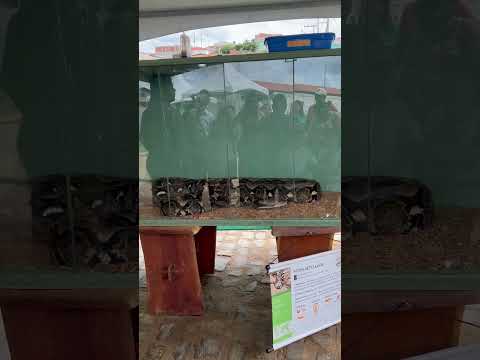 Cobras do museu dos répteis, na feira agrícola Agro Barra, em Barra de Santana-PB