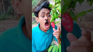 Download lagu Belimbing merah 🌶 #komedi mp3 Download lagu Belimbing merah 🌶 #komedi mp3