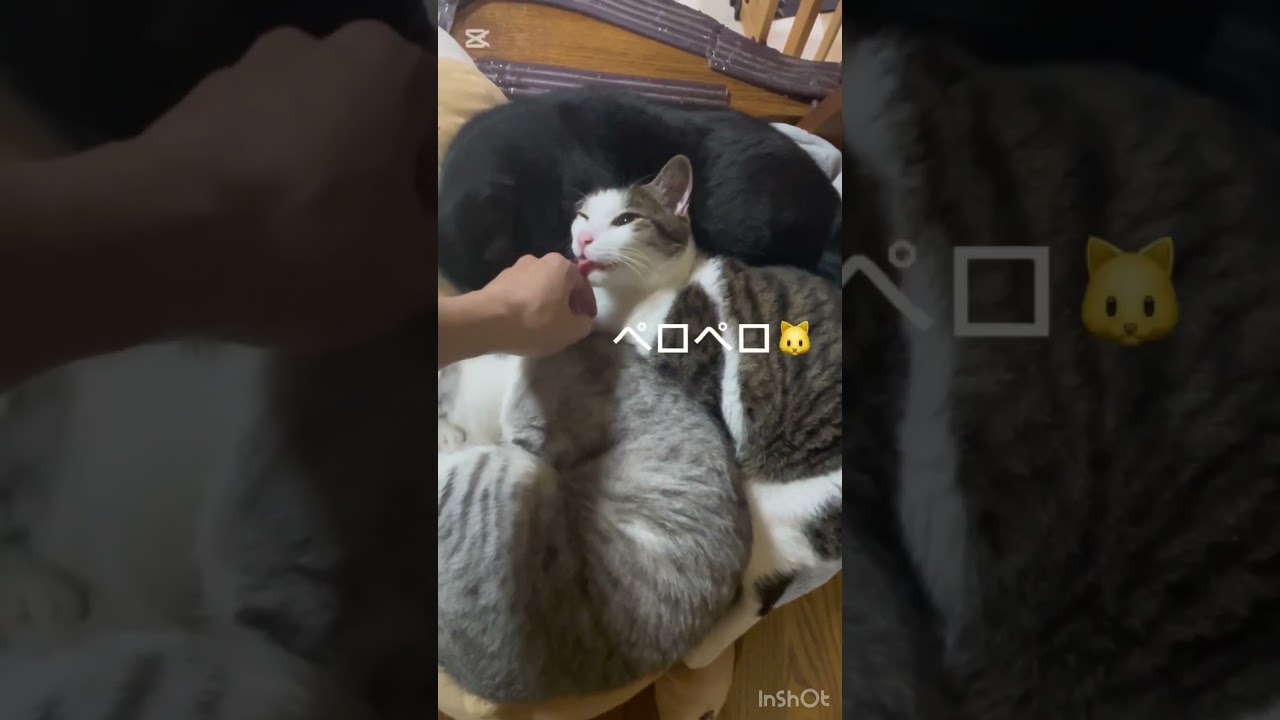 猫団子に手を突っ込んでみる#野良猫#保護猫#cat
