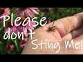 Please Don T Sting Me