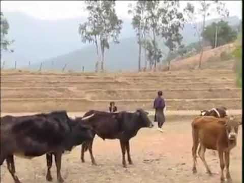 Aie Ma Ngo Yewong from Bhutanese movie Chepai Bu