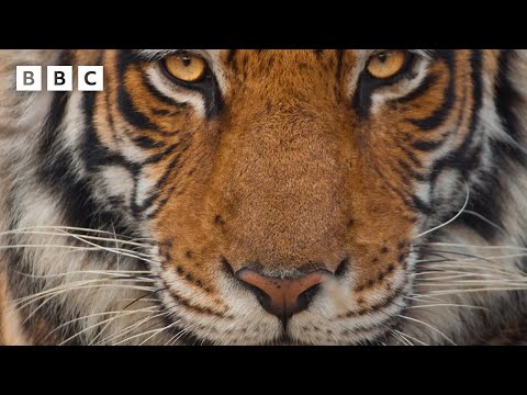 Mammals – Official Preview ft Coldplay | Trailers - BBC