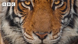 Download lagu Mammals – Preview ft Coldplay | Trailers - BBC mp3 Download lagu Mammals – Preview ft Coldplay | Trailers - BBC mp3