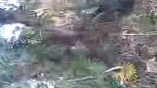 preview picture of video 'los del ejido en la selva'