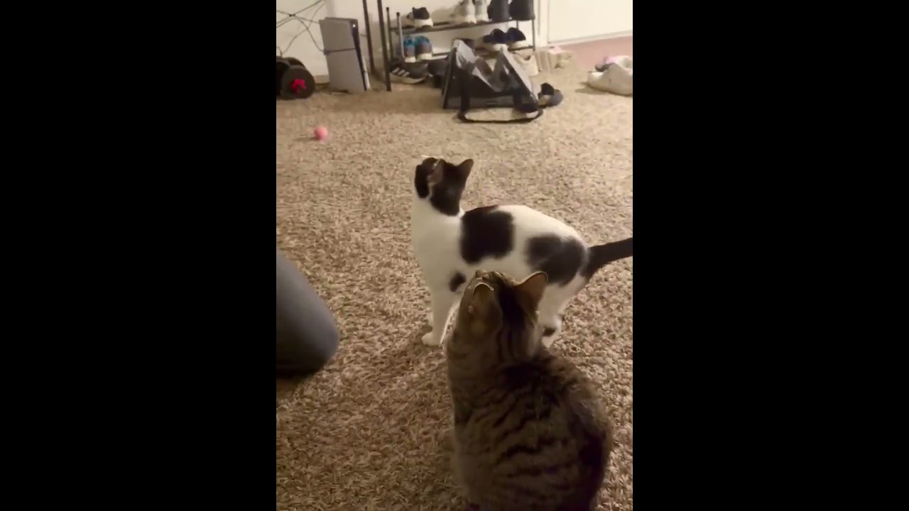 Mcmuffin , a ADOPTABLE Domestic Short Hair in West Lafayette, IN video 5/5