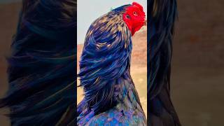 😱Peacock Colour Aseel chicken 😱😱 #aseel #chicken #viral #peacock #ytshorts #pets #shorts