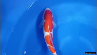 video van Sandan Kohaku KO-V26-04724