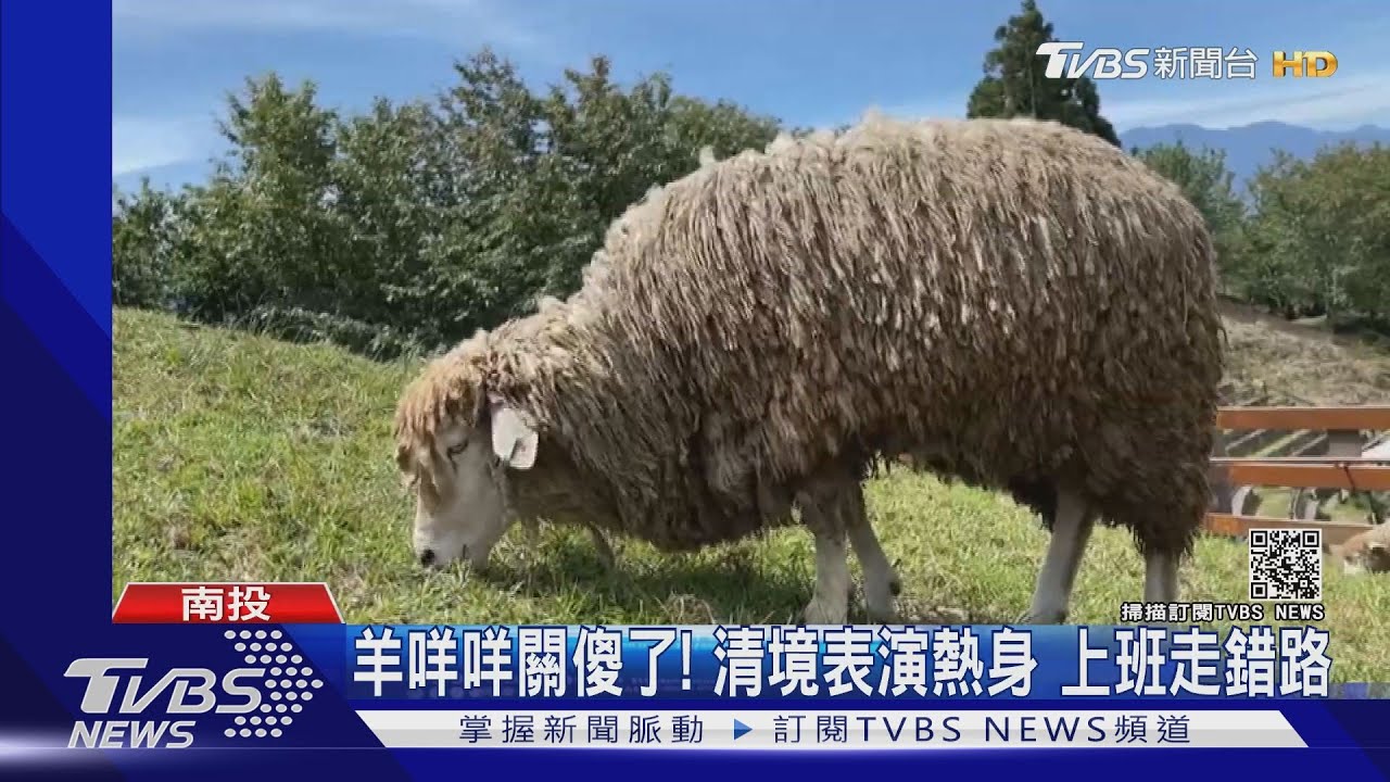 羊咩咩關傻了!清境表演熱身 上班走錯路