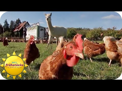 Alpakas als Hühner-Security - so schützen Landwirte ihr Federvieh | SAT.1 Frühstücksfernsehen