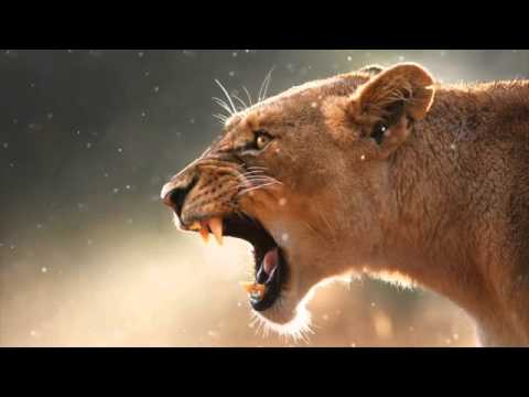 Alpha Steppa Rediscovers Roaring Lion (1 Hour Mixtape, Roots, Reggae, Dub, Soundsystem)