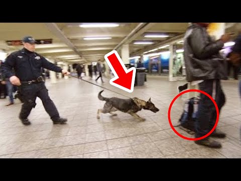 , title : 'Policejní pes se rozběhl k tomuto zavazadlu, pak si uvědomili, že uvnitř je něco špatně...'