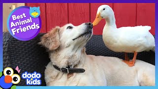 MAKE 85 Minutes of Animal Friends gameplay video by ElizabethLamancusa, 85:52 duration