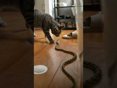 Shocking! It’s tense — snake vs cat, who wins? #cat #catandmouse #trending