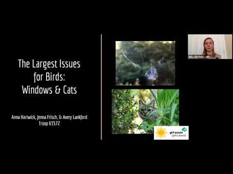 The Two Top Threats to Birds: Windows & Cats