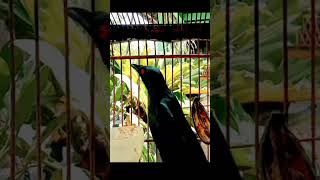 Download lagu pancingan cucak keling gacor dor#cucakkelinggacor #cucakkelingteler#cucakkelingtrotol #shorts mp3