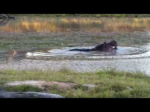 Djuma: Hippo getting active before going out to graze - 16:35 - 06/15/2022