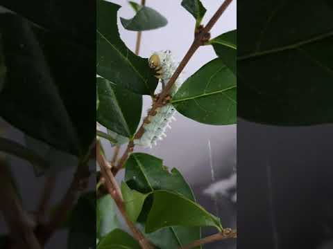 Bombyx eri || chenille L5 qui mange du troène.