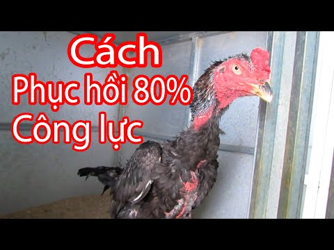 , title : 'Cách khắc phục khi mà gà bị mất 80% sức khỏe | Nguyễn Viết Hòa'