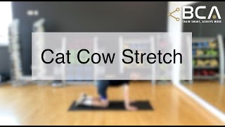 Cat Cow Stretch | Core