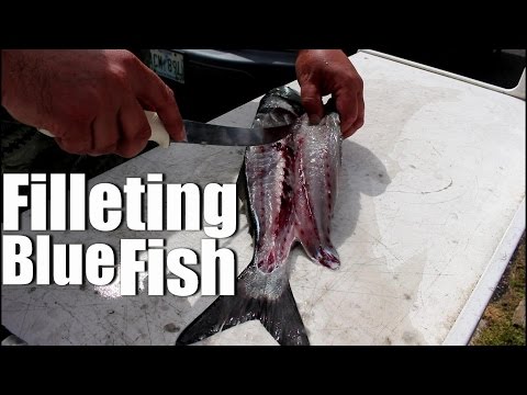 download lagu mp3 mp4 How To Clean Blue Fish, download lagu How To Clean Blue Fish gratis, unduh video klip How To Clean Blue Fish