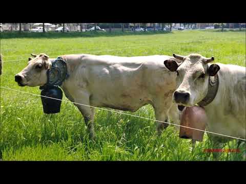 MUCCHE E RUDUN IN MOSTRA PER LA RUDUNA' A SALUZZO (CN) SAB. 6 -  5 - 2023.