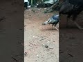 Fight Turkey Vs Muscovy Muscovy Turkey Fightforlife Poultryfarming Kerala Menwillbemen