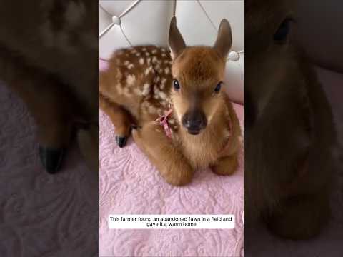 This farmer found an abandoned fawn in a field and gave it a warm home #animalshorts