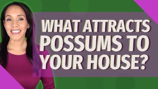 What attracts possums to your house?
