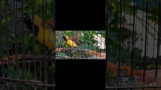 Download lagu Sogon materi prenjak betina mp3