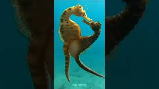 😮 Seahorse Doing Sex #shots #tranding #sex