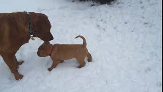 Video preview image #7 Labrador Retriever Puppy For Sale in WEST SALEM, WI, USA
