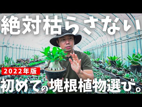 冬の植物: これがトップ 10 です トピックス