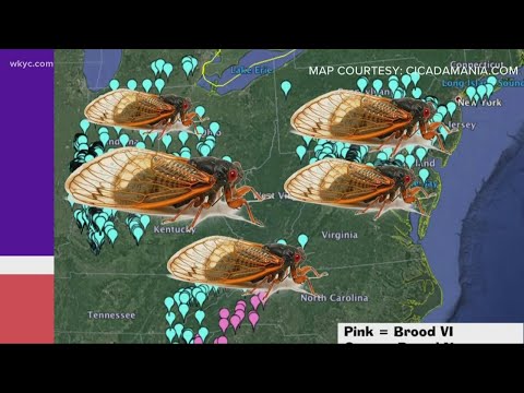 Billions of 17-year cicadas expected to emerge in 2021