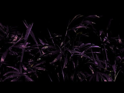 Evgeniy Nikolaev - What Will I Leave After I’m Gone? (Official Lyric Video)