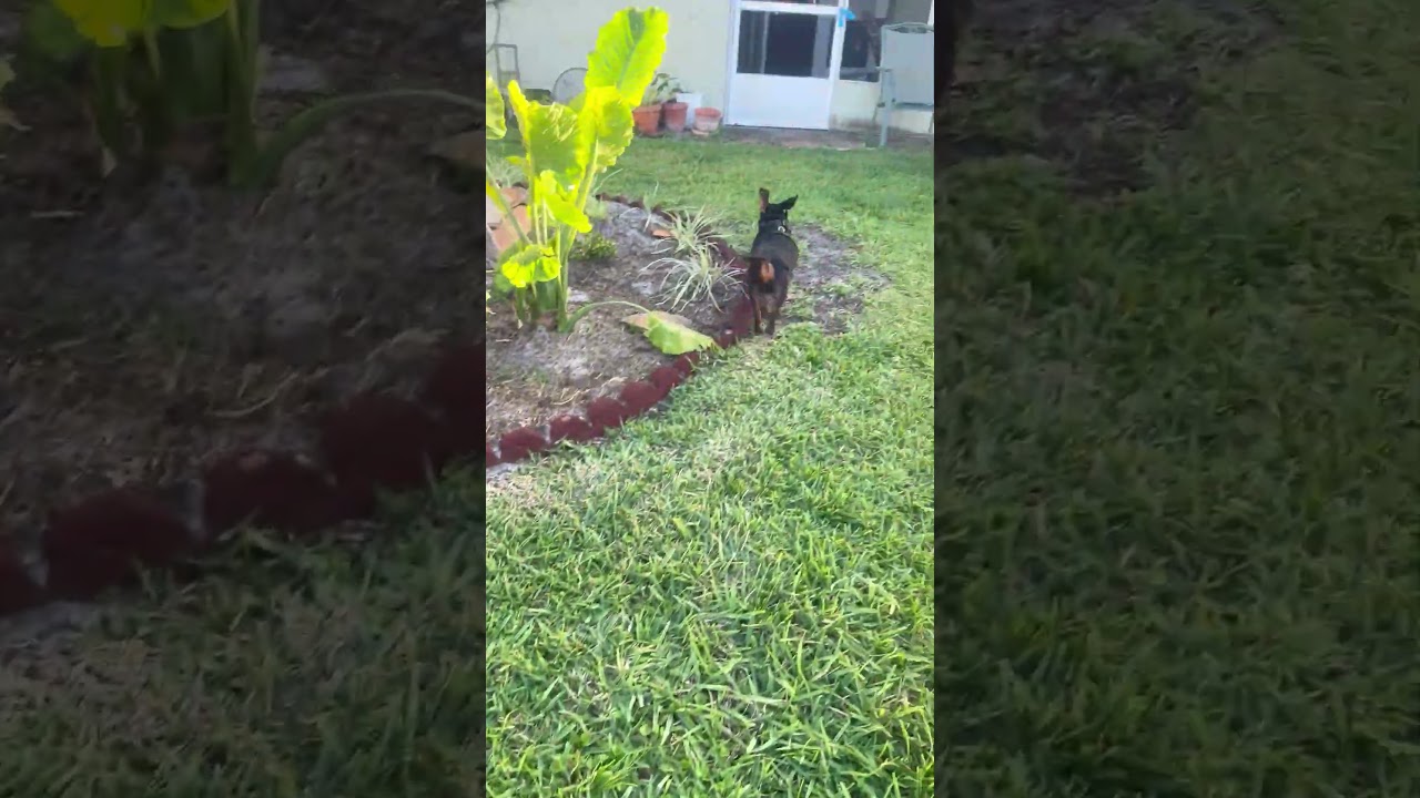 Enlarge Rosie, a ADOPTABLE Dachshund in Palm Harbor, FL video 1/6