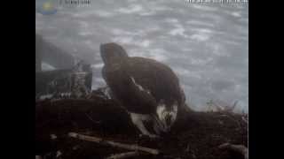 preview picture of video 'First Osprey 2010'