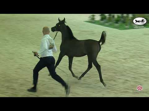 UAE National Championship 2021  Class 7A